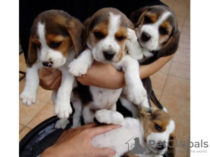 Photo №2 to announcement № 64986 for the sale of beagle - buy in Finland breeder