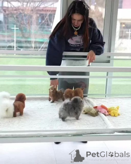 Photo №1. алан - for sale in the city of Ankum | negotiated | Announcement № 159961