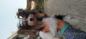Photo №1. yorkshire terrier - for sale in the city of Балыкесир | 500$ | Announcement № 32618