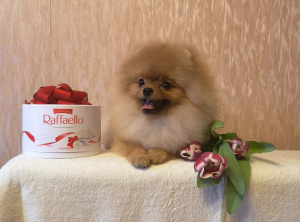 Photo №1. pomeranian - for sale in the city of St. Petersburg | 550$ | Announcement № 1415