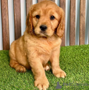 Photo №2 to announcement № 154340 for the sale of golden retriever - buy in Germany breeder