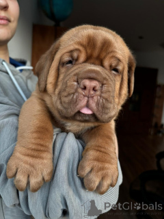 Photo №4. I will sell dogue de bordeaux in the city of Szydłowiec. private announcement - price - negotiated