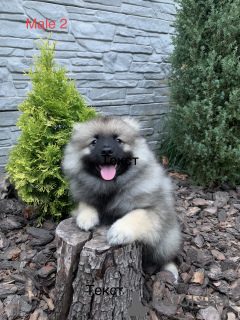 Photo №4. I will sell german spitz in the city of Krivoy Rog. from nursery, breeder - price - 528$