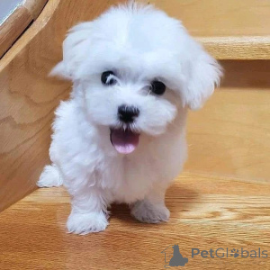 Photo №1. maltese dog - for sale in the city of Graz | negotiated | Announcement № 168155