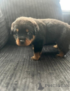 Photo №1. rottweiler - for sale in the city of Antwerp | negotiated | Announcement № 169650