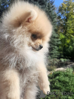 Additional photos: pomeranian