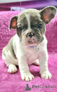 Photo №2 to announcement № 93050 for the sale of french bulldog - buy in Finland private announcement