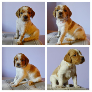 Photo №2 to announcement № 2827 for the sale of brittany dog - buy in Belarus private announcement