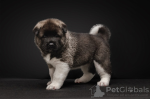 Photo №2 to announcement № 8180 for the sale of american akita - buy in Russian Federation private announcement