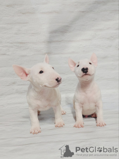 Photo №1. bull terrier - for sale in the city of Radom | 1352$ | Announcement № 33538