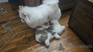 Photo №1. pomeranian - for sale in the city of Jelgava | negotiated | Announcement № 160007