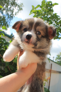 Additional photos: Welsh Corgi Pembroke