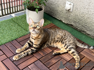 Photo №1. bengal cat - for sale in the city of Zürich | Is free | Announcement № 75485
