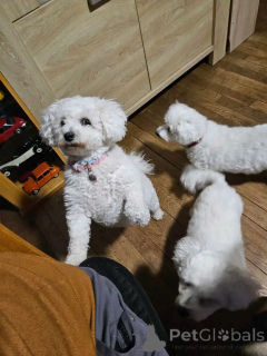 Photo №3. Male and Female Bichon Frize Puppies. Finland