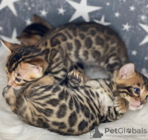 Photo №4. I will sell bengal cat in the city of Daugavpils. from nursery - price - negotiated