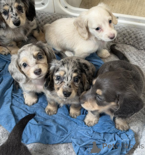 Photo №1. dachshund - for sale in the city of Dresden | negotiated | Announcement № 169841