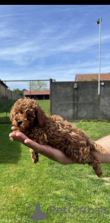 Additional photos: Little red poodle