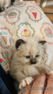 Photo №3. Interested male and female ragdoll kitten inbox. Belgium