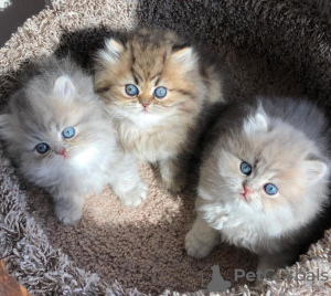 Photo №1. persian cat - for sale in the city of San Francisco | 317$ | Announcement № 98197