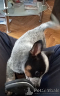 Photo №3. Australian Cattle Dog puppies. Serbia
