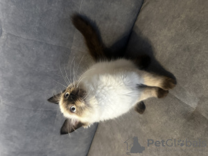 Photo №2 to announcement № 69865 for the sale of ragdoll - buy in Poland breeder