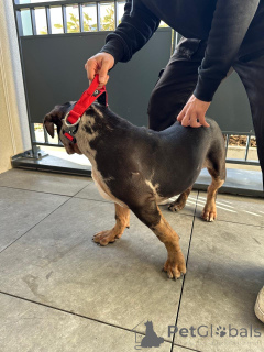 Photo №3. American puppy American Bully XL Trico Merle 5 months. France