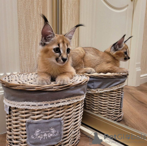 Photo №1. caracal - for sale in the city of Riga | negotiated | Announcement № 89594