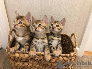Photo №1. bengal cat - for sale in the city of Jena | 317$ | Announcement № 63754