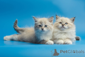 Photo №1. siberian cat - for sale in the city of Stockholm | negotiated | Announcement № 171093