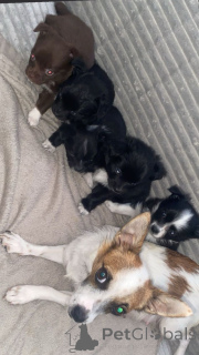 Photo №1. chihuahua - for sale in the city of Berlin | 413$ | Announcement № 157681