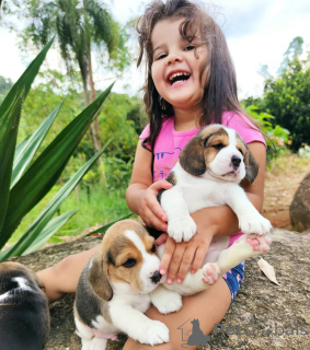Photo №3. Beagle puppies available. Germany