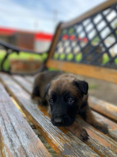 Additional photos: Belgian Shepherd puppies