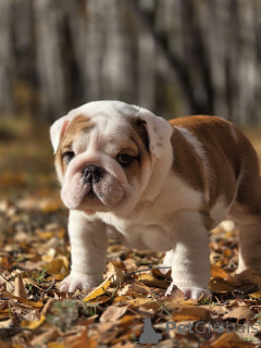 Photo №3. English bulldog puppy. Russian Federation