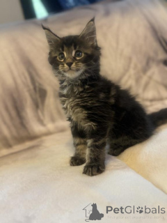 Photo №1. maine coon - for sale in the city of Fruita | 300$ | Announcement № 143864