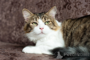 Photo №3. Mini's funny nose. Belarus