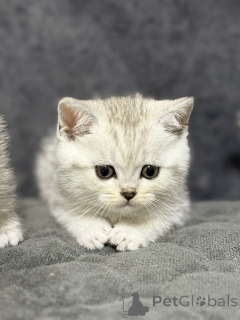 Photo №3. Selling Scottish kitten. Belarus