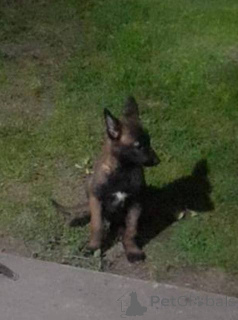 Photo №1. malinois - for sale in the city of Werbass | 310$ | Announcement № 160588
