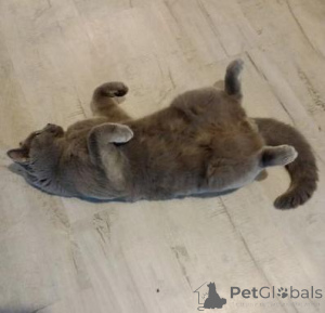 Photo №4. I will sell british shorthair in the city of Eeklo. private announcement - price - 217$