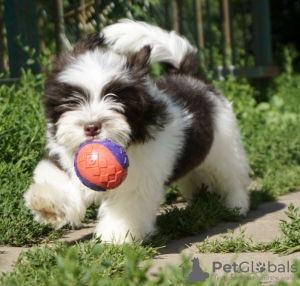 Photo №1. lhasa apso - for sale in the city of Prague | negotiated | Announcement № 96379