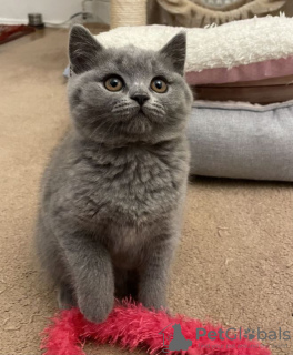Photo №1. british shorthair - for sale in the city of Vienna | 317$ | Announcement № 88476