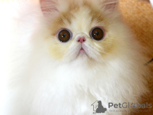 Additional photos: Pure persian