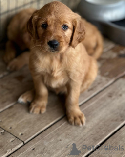 Photo №1. golden retriever - for sale in the city of Karlsruhe | 687$ | Announcement № 110061