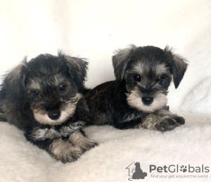 Photo №1. schnauzer - for sale in the city of Helsinki | 350$ | Announcement № 65563