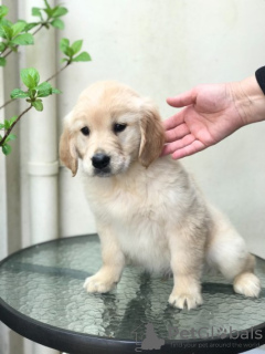 Photo №3. Labrador Retriever Puppy's Te Koop en Te Adoptie. Netherlands