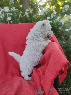 Photo №3. Model Westy Westie West highland white terrier. Poland