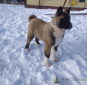 Photo №2 to announcement № 9036 for the sale of american akita - buy in Russian Federation breeder