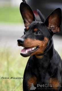 Photo №1. miniature pinscher - for sale in the city of Kiev | 819$ | Announcement № 72133