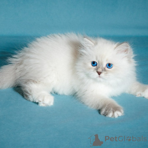 Photo №3. Siberian kittens. Belgium