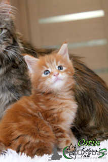 Photo №1. maine coon - for sale in the city of St. Petersburg | 706$ | Announcement № 8030