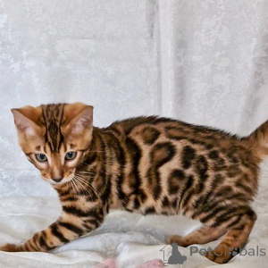 Photo №1. bengal cat - for sale in the city of Kishinev | negotiated | Announcement № 138198